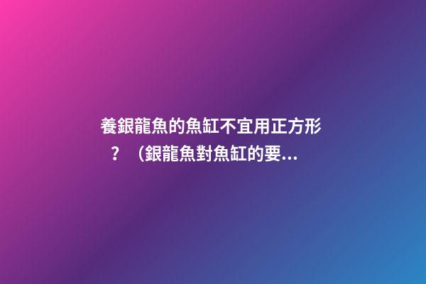 養銀龍魚的魚缸不宜用正方形？（銀龍魚對魚缸的要求）
